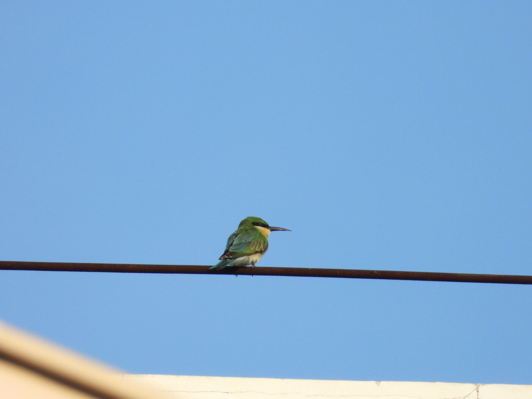 Blue-tailed Bee-eater