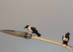 Corvus albus