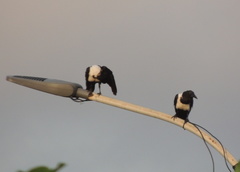 Corvus albus