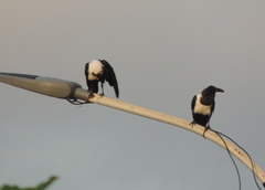 Corvus albus