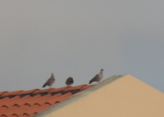 Columba guinea