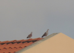 Columba guinea