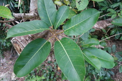 Ficus caulocarpa