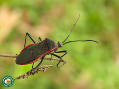 Laminiceps superbus