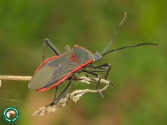 Laminiceps superbus