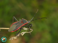 Laminiceps superbus