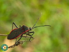 Laminiceps superbus