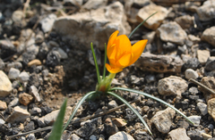 Crocus graveolens