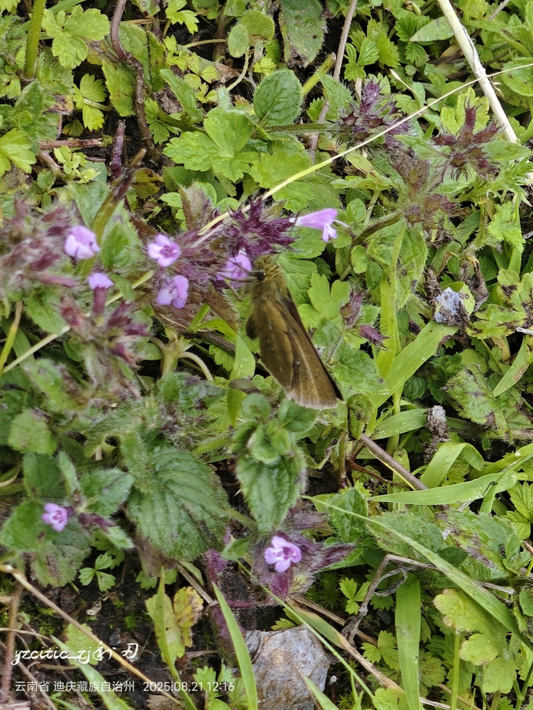 Polytremis gotama