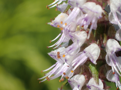 Platostoma palustre (Blume) A.J.Paton