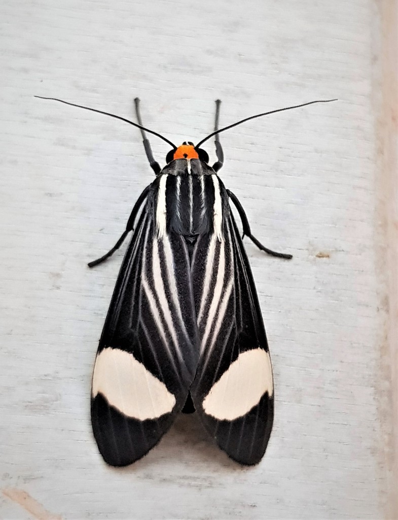 Rhipha leucoplaga
