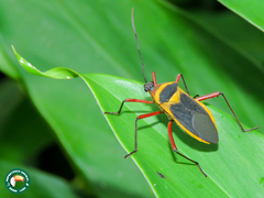 Laminiceps fenestratus