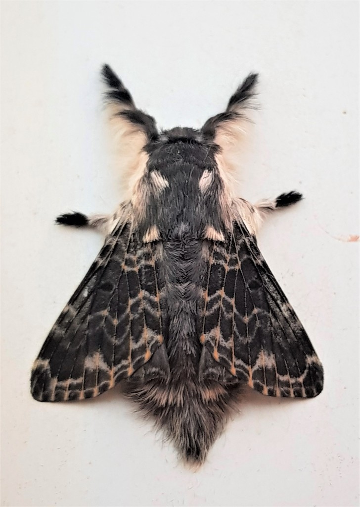 Labedera primitiva
