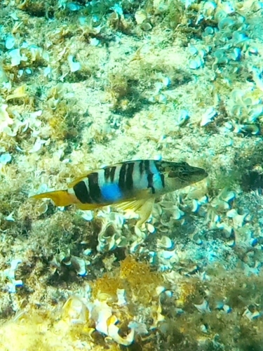 Serranus scriba
