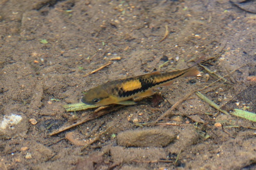 Spanner barb (Barbodes lateristriga) — Cyprinidae — 4