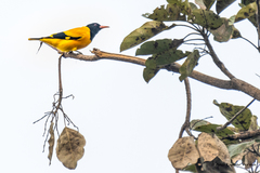Oriolus xanthornus