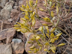 Odontarrhena troodi, photograph Marios Thoma, CC BY, iNaturalist via GBIF