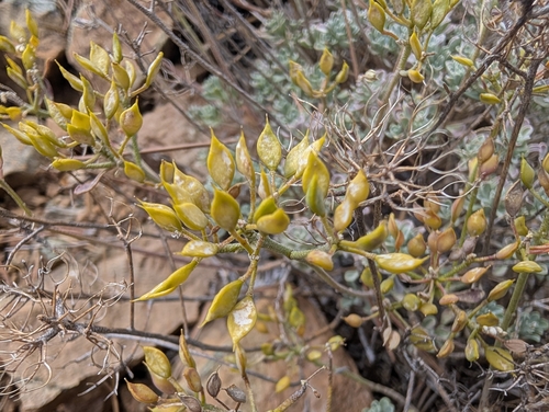 Odontarrhena troodi, photograph 6