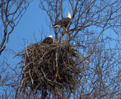 Haliaeetus leucocephalus washingtoniensis