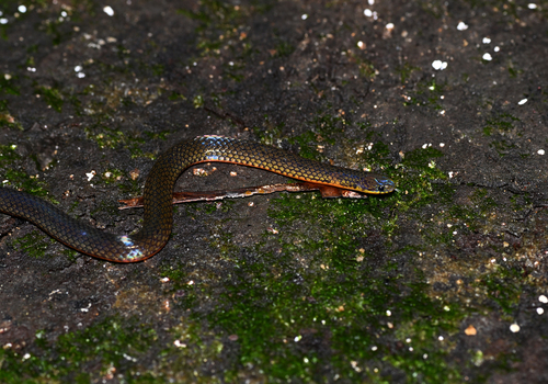 Yellow-bellied Reed Snake