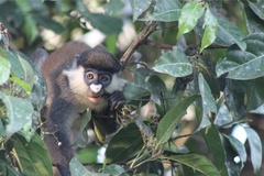 Cercopithecus ascanius schmidti