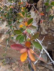 Berberis cretica, photograph (c) Marios Thoma, some rights reserved (CC BY)