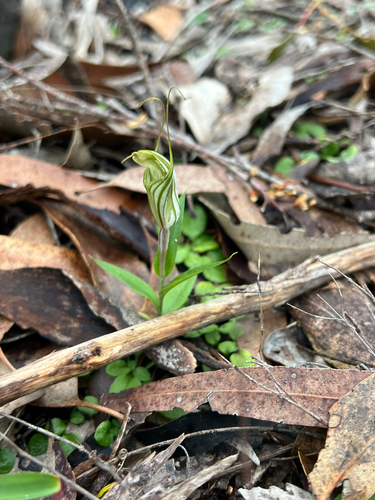 large striped greenhood (Pterostylis robusta)