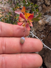 Berberis cretica, photograph (c) Marios Thoma, some rights reserved (CC BY)