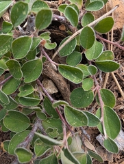 Coinleaf Cotoneaster (Cotoneaster nummularius)