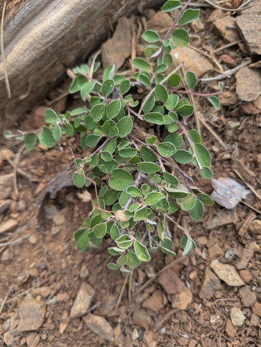 Cotoneaster nummularius, photograph 6