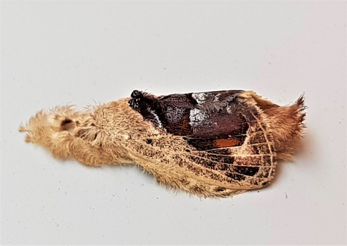 Euglyphis amisena