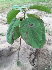 Cordia boissieri