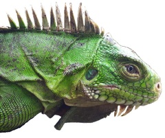 Iguana delicatissima