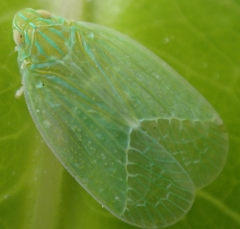 Kallitaxila granulata