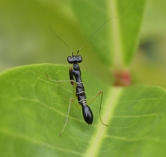 Odontomantis planiceps