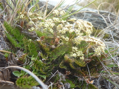 Anisotome flexuosa