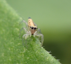 Cosmophasis lami