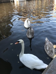 Cygnus olor