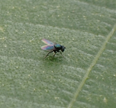 Diptera