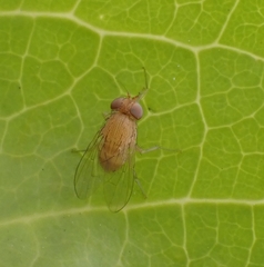 Diptera