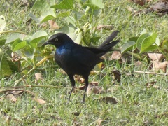 Lamprotornis caudatus