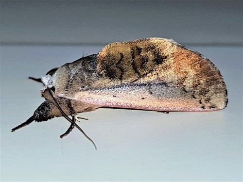 Hemiceras vinicosta