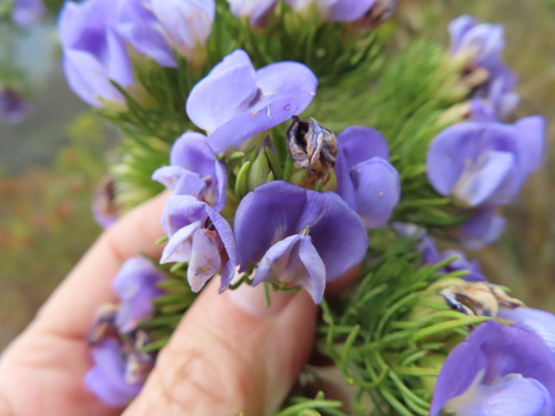 Image of Flashy Fountainbush (Psoralea speciosa) by (c) linkie, some rights reserved (CC BY)