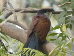 Centropus senegalensis