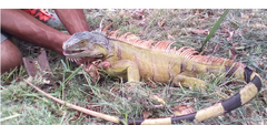 Iguana iguana