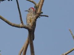 Chloropicus goertae