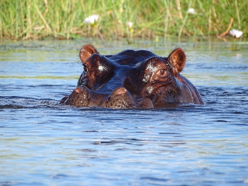 Hippo