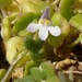 Cymbalaria microcalyx microcalyx - Photo (c) Sarah Sells, some rights reserved (CC BY-NC), uploaded by Sarah Sells