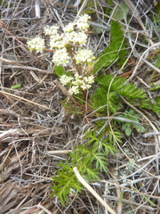 Anisotome flexuosa