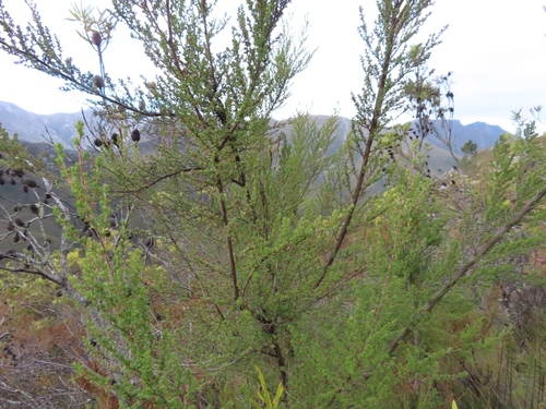 Image of Cliffortia serpyllifolia by (c) linkie, some rights reserved (CC BY)